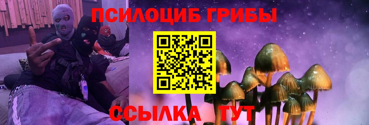 Псилоцибиновые грибы Psilocybine cubensis Знаменск